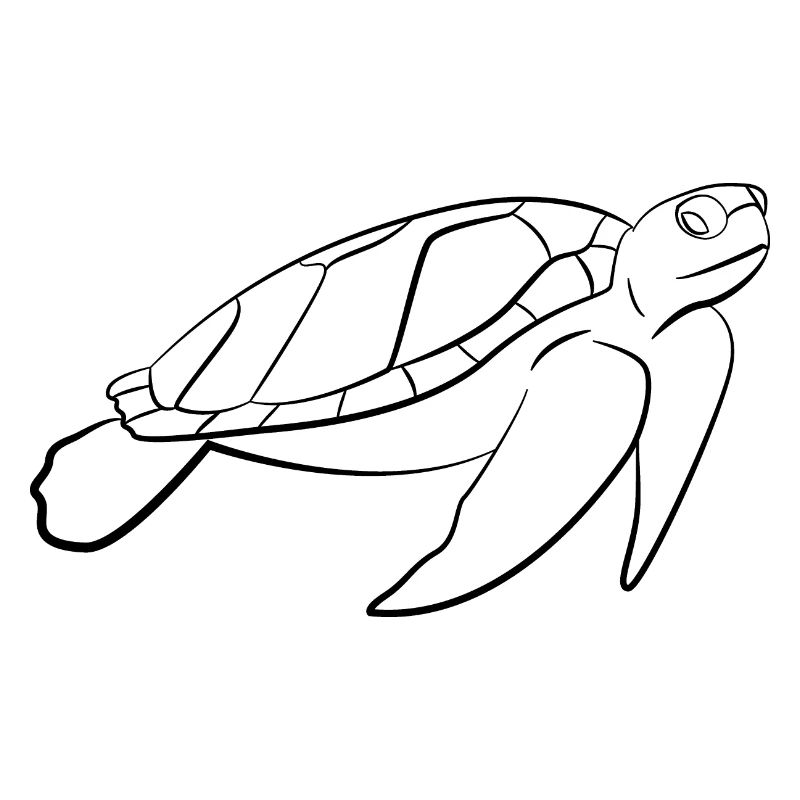 turtle