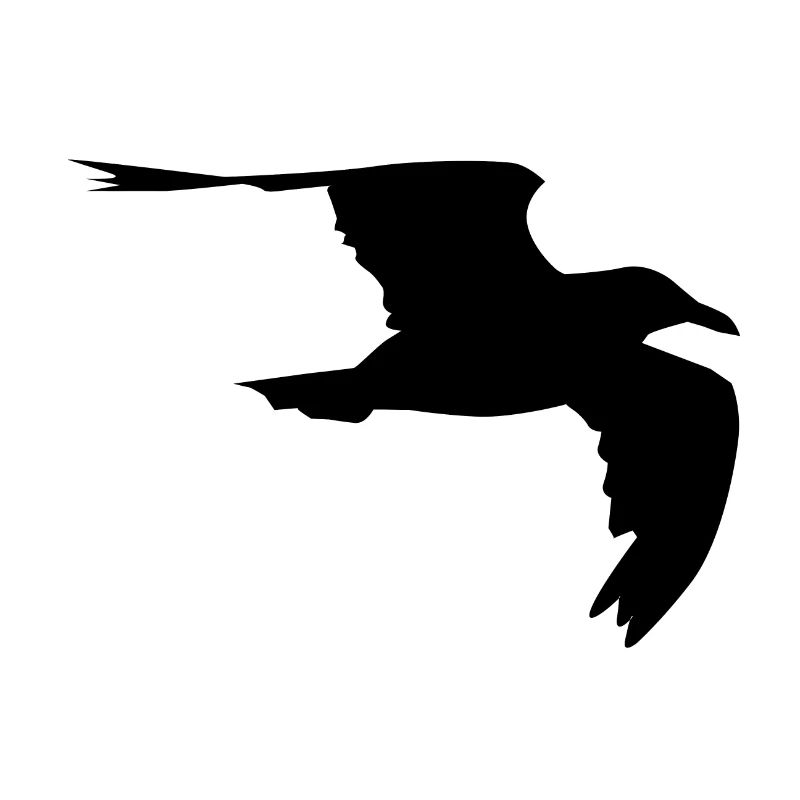 Möwe Gull