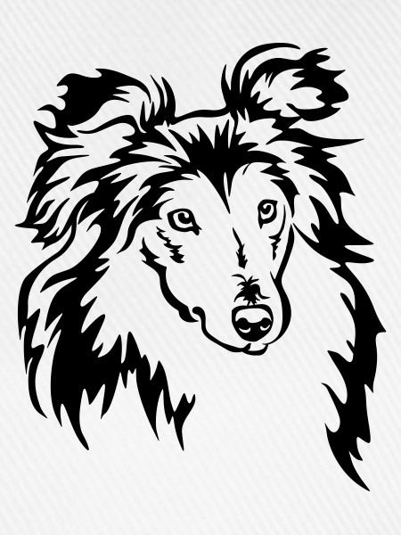 Sheltie Head