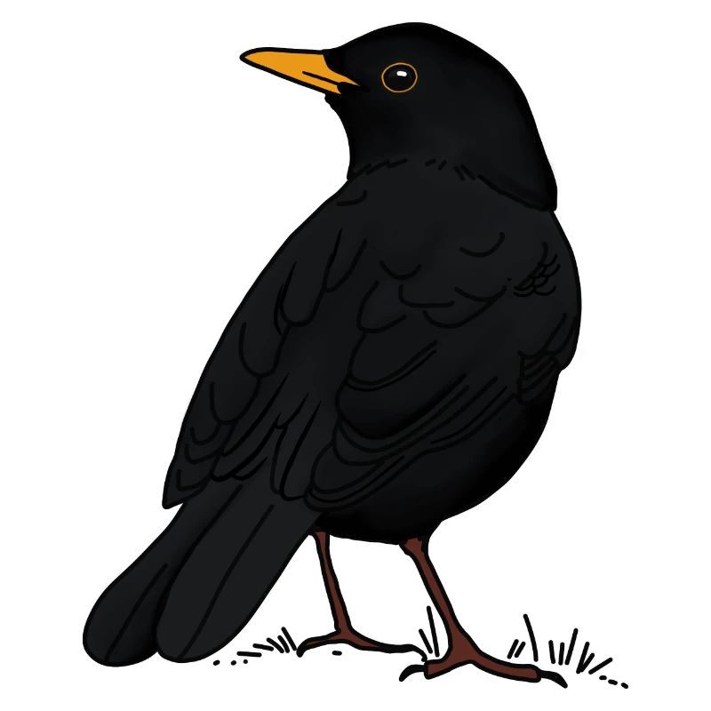 Amsel