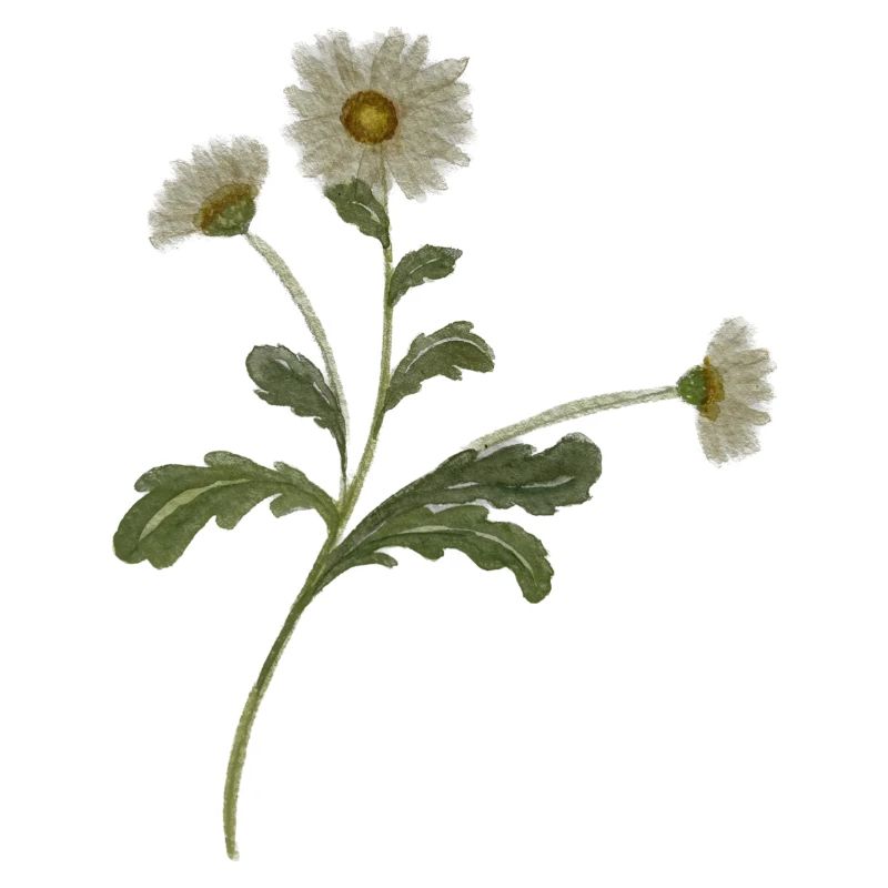 Gänseblümchen