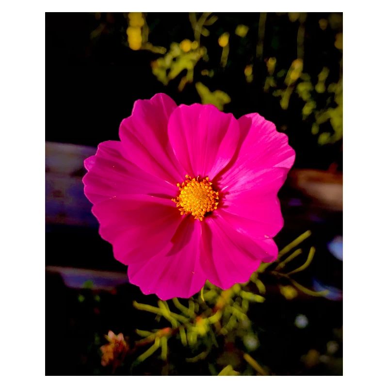 Cosmea