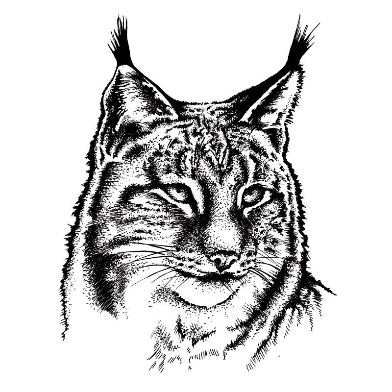 Luchs