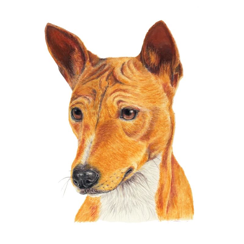 Basenji
