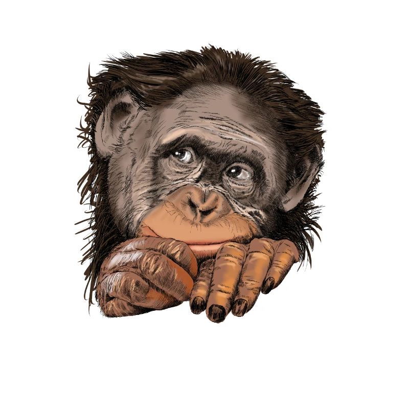 Monkey