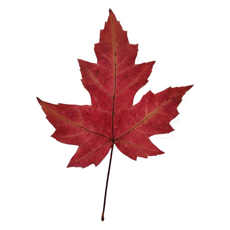 Herbstblatt