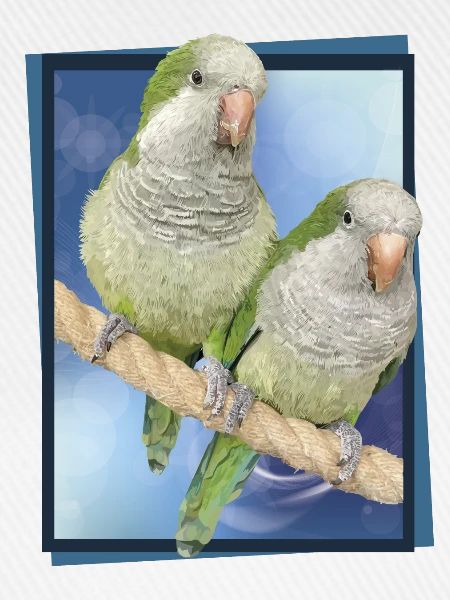 Argentine Parakeet