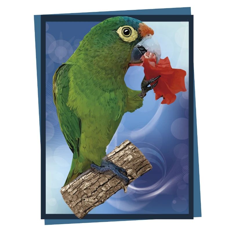Orange-fronted parakeet