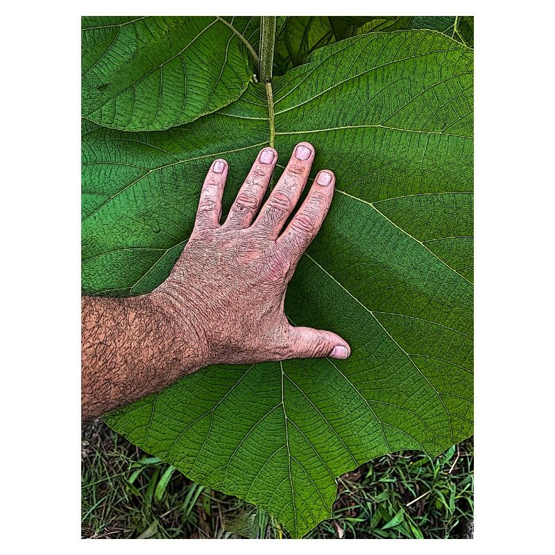 Die Hand am Leben