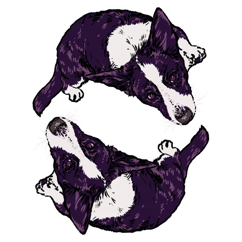 Corgis