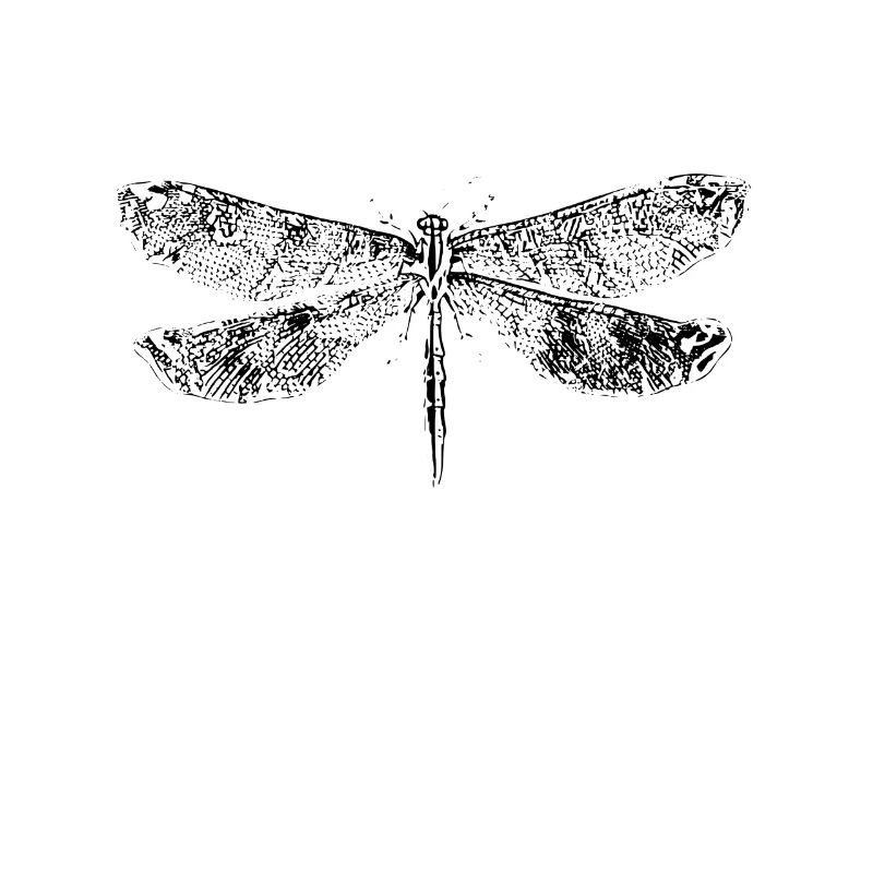Libellule