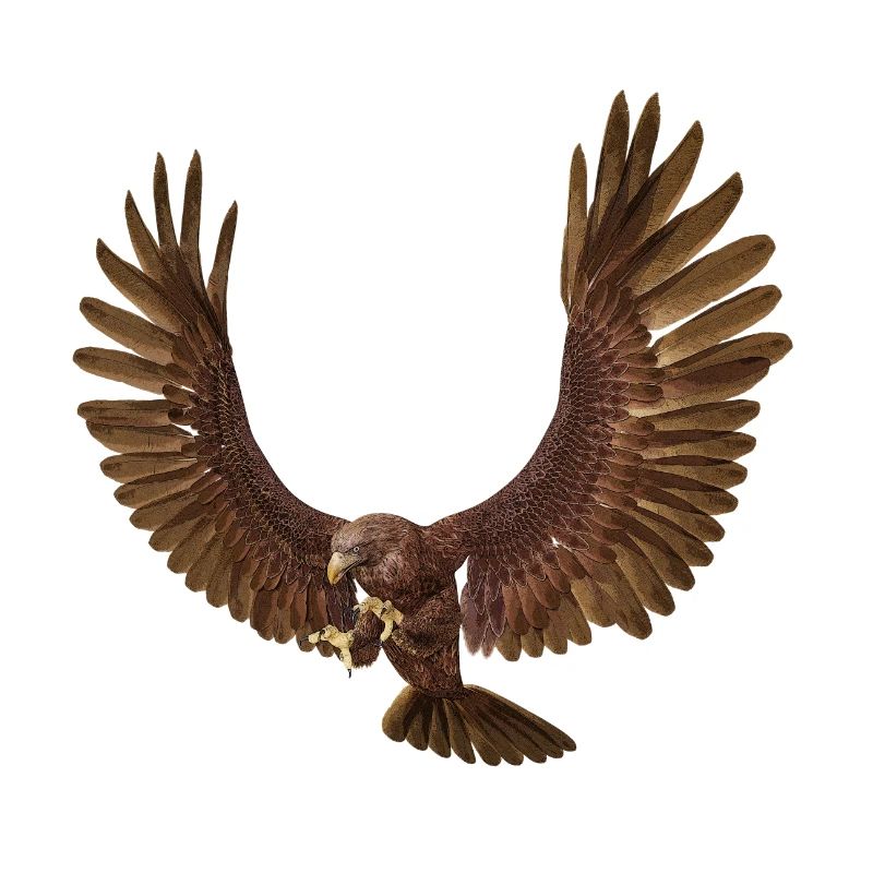Steinadler, Adler, Greifvogel, Vogel