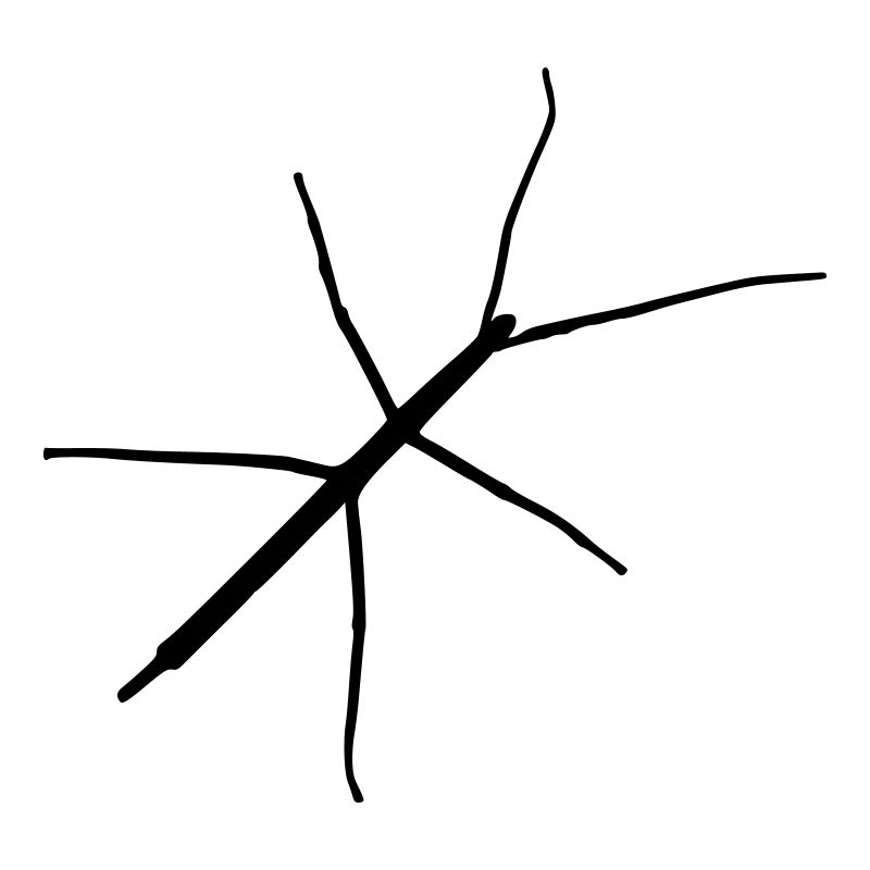 Stabheuschrecke
