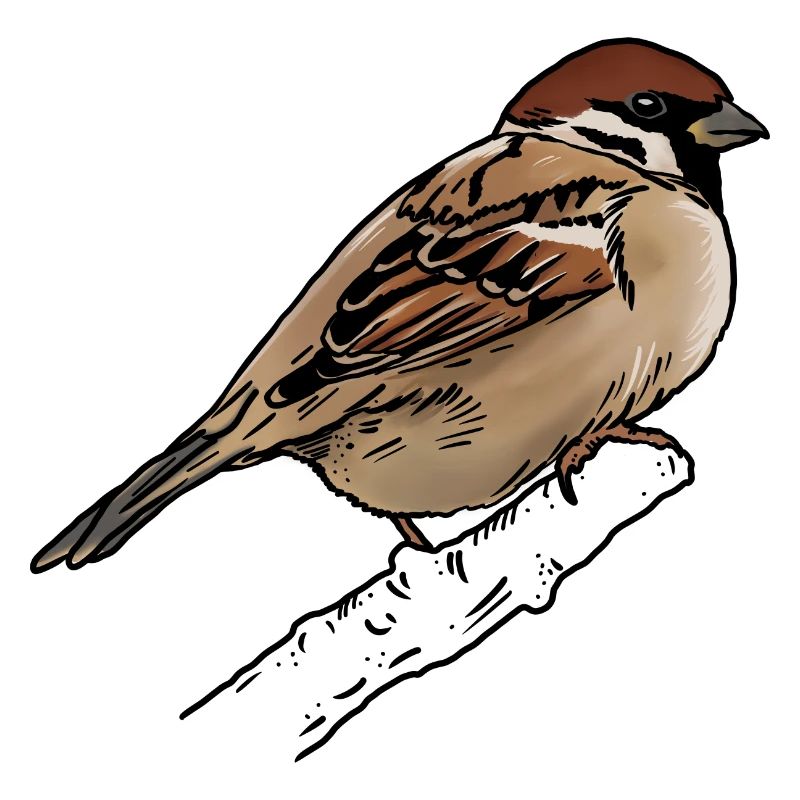 Sparrow - Sparrow