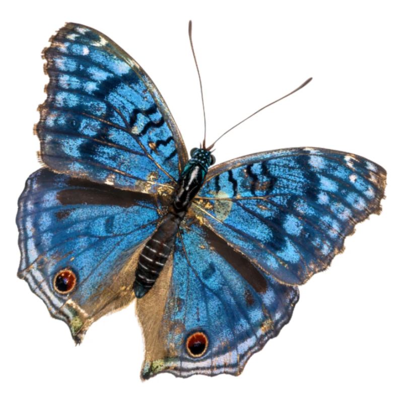 Blue Butterfly