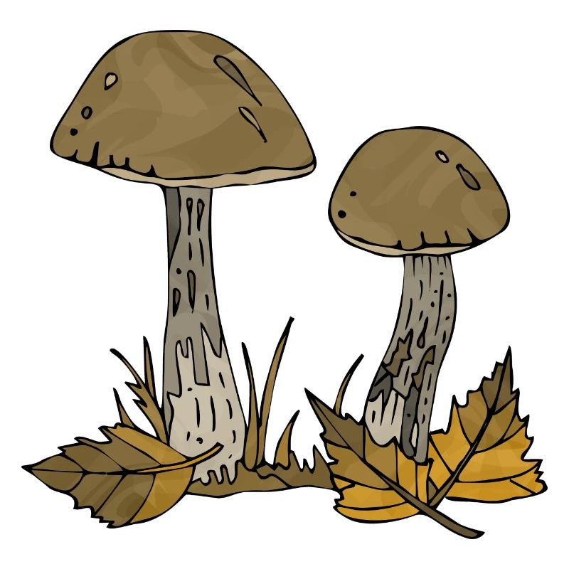 Champignons