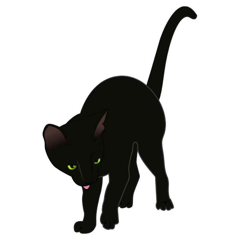 schwarze Katze