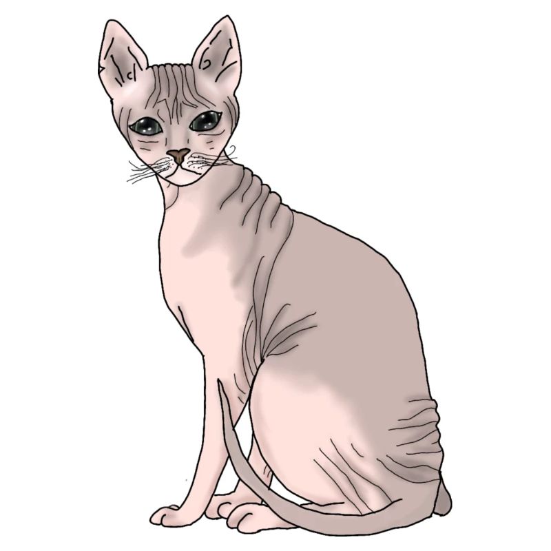 Sphynx