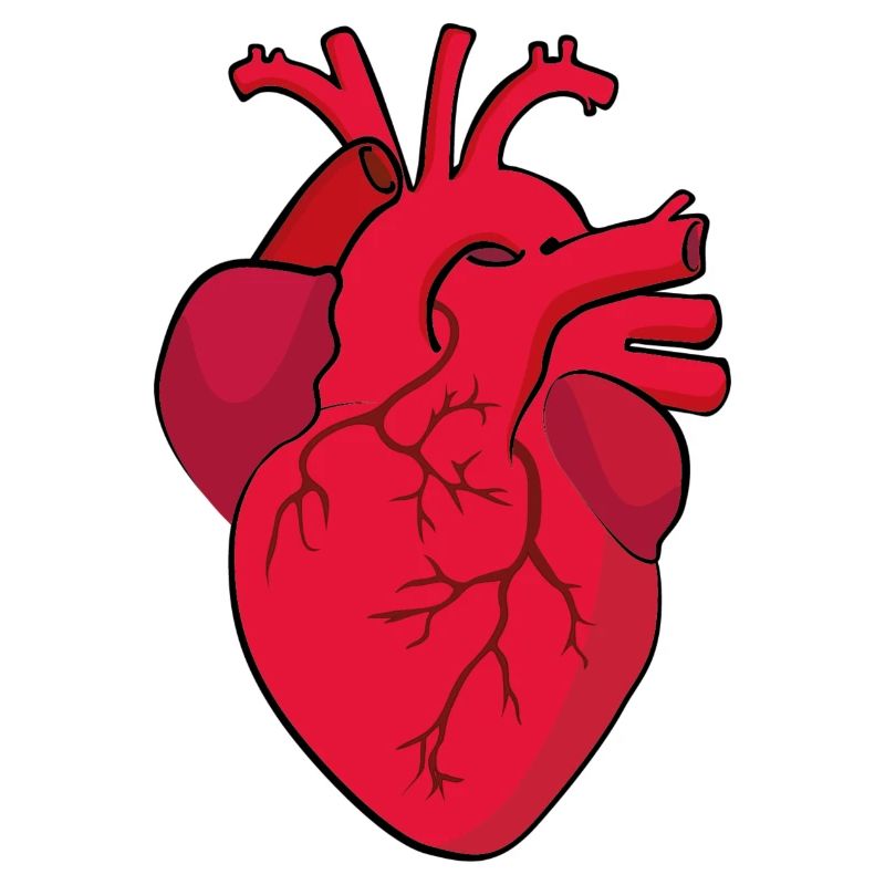 herz anatomisch