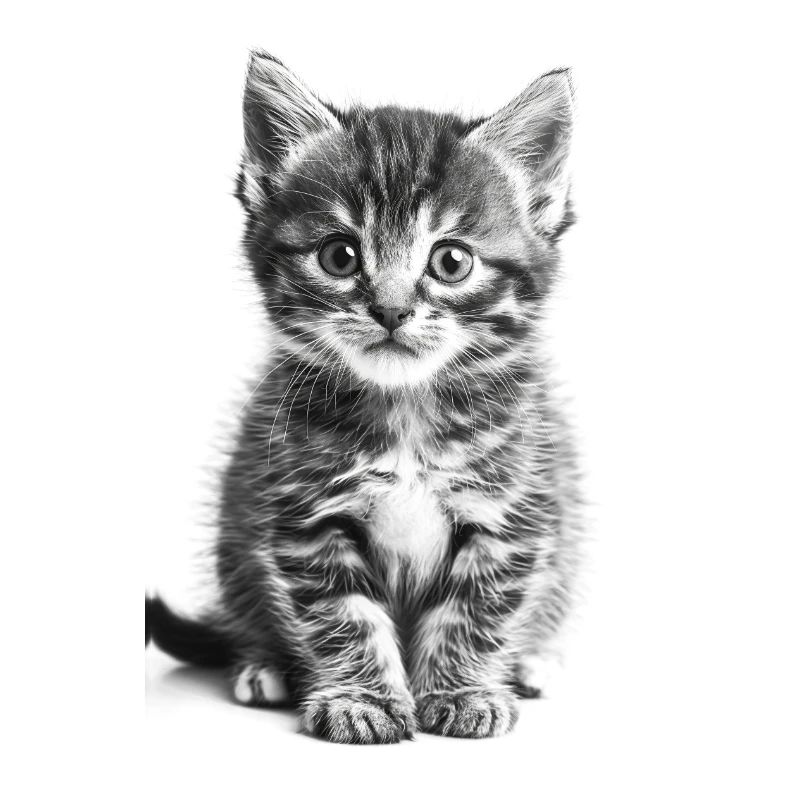 Chat mignon en noir et blanc | IA