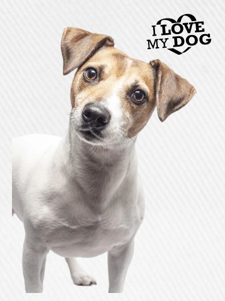 I love my dog
