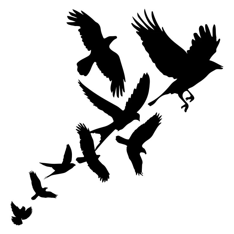 Birds