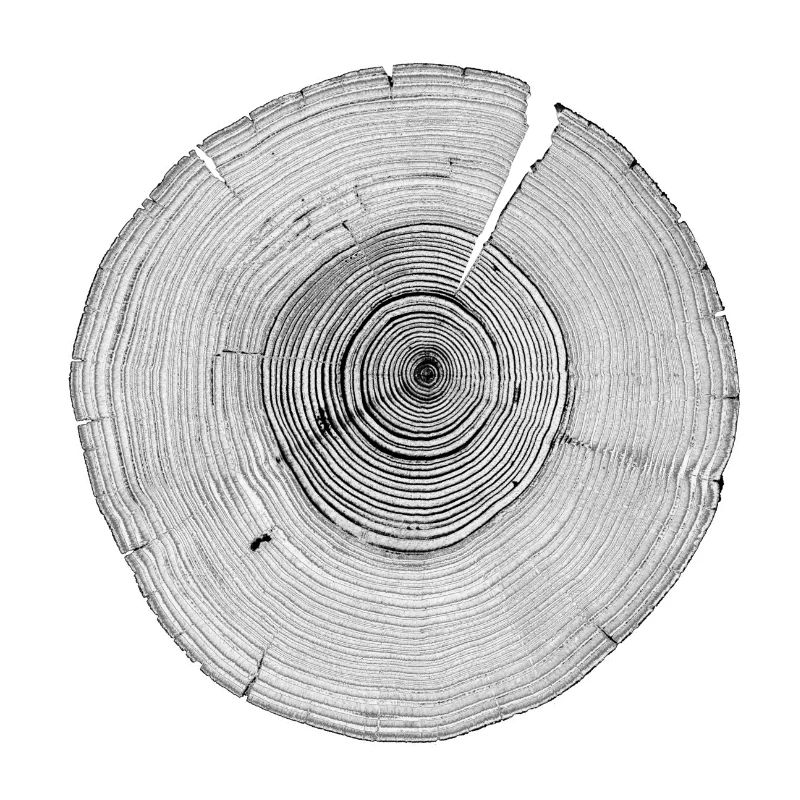 Baumringe Jahresringe Baum Querschnitt