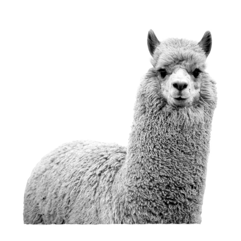 alpaca