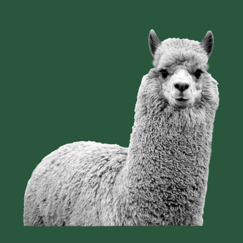 Alpaka
