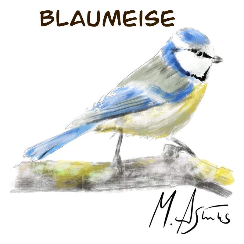 Blaumeise