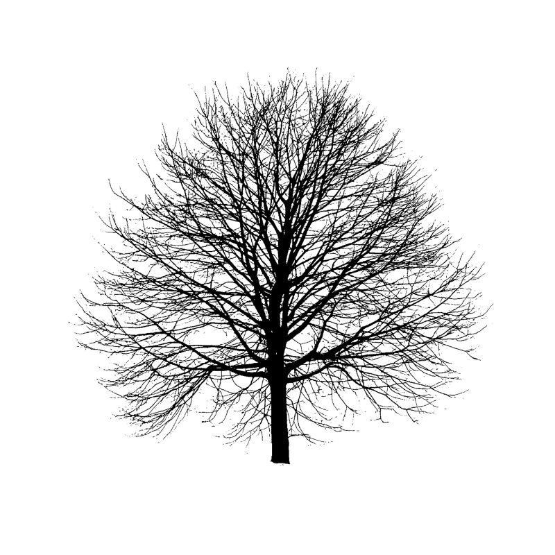 Baum Linde Winter