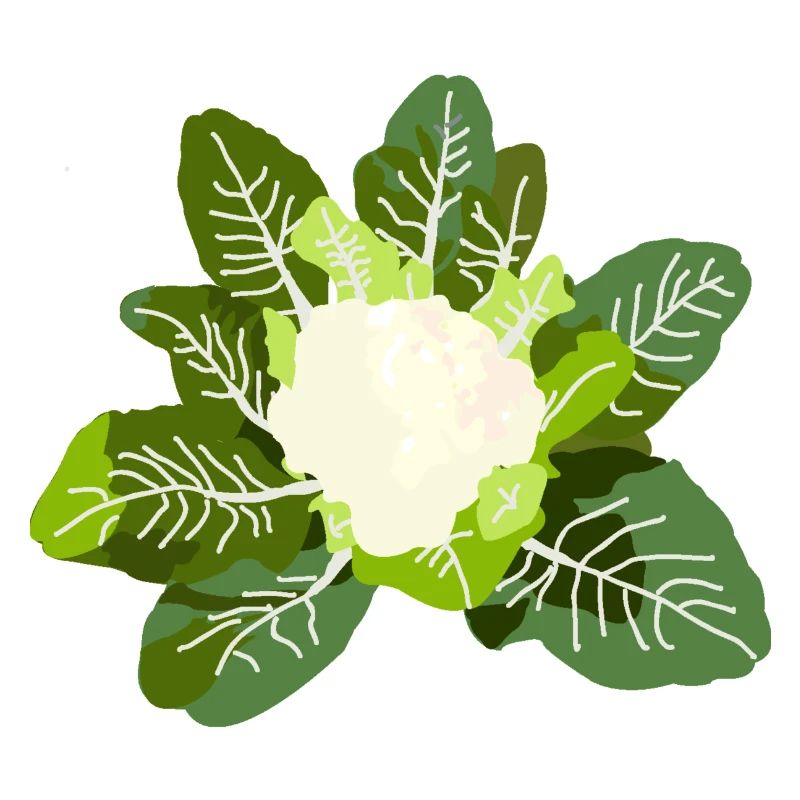 Cabbage Flower Vegetable Garden Vegetable
