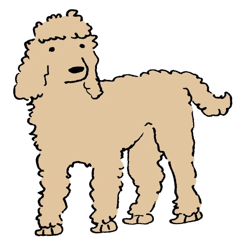 Pudel