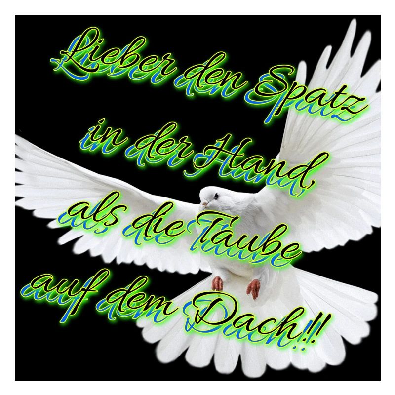 Die Taube (auf dem Dach)