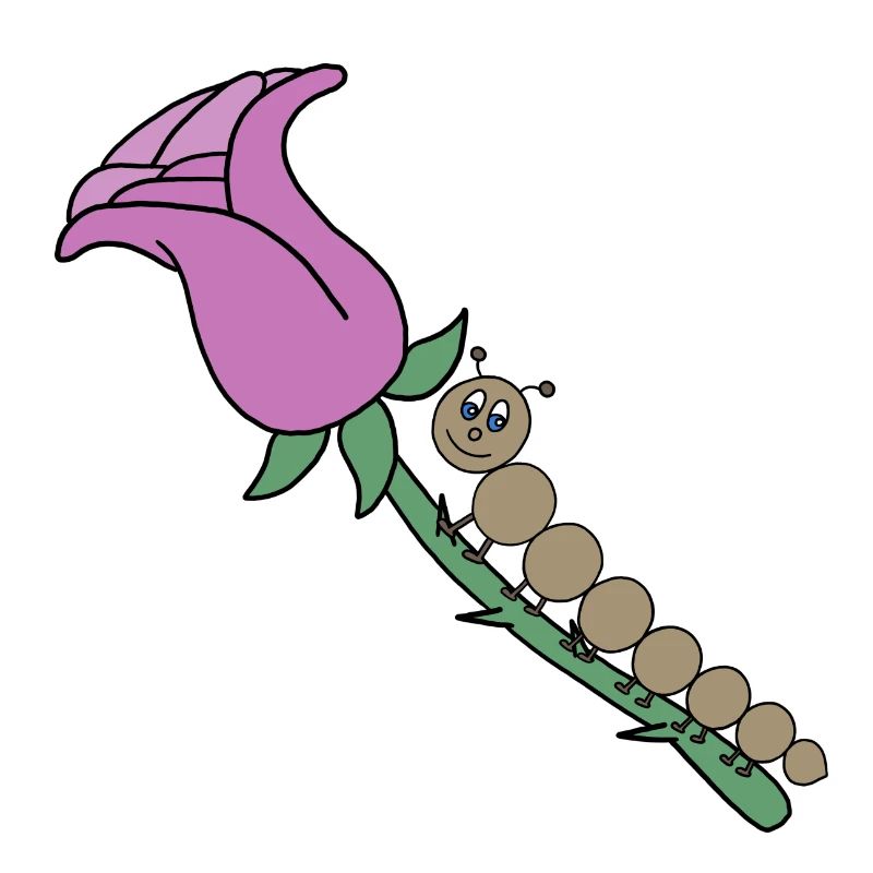 Rose avec chenille