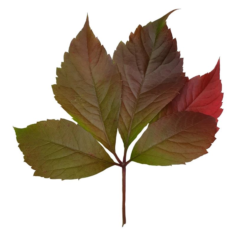 Herbstblatt, Autumn Leaf