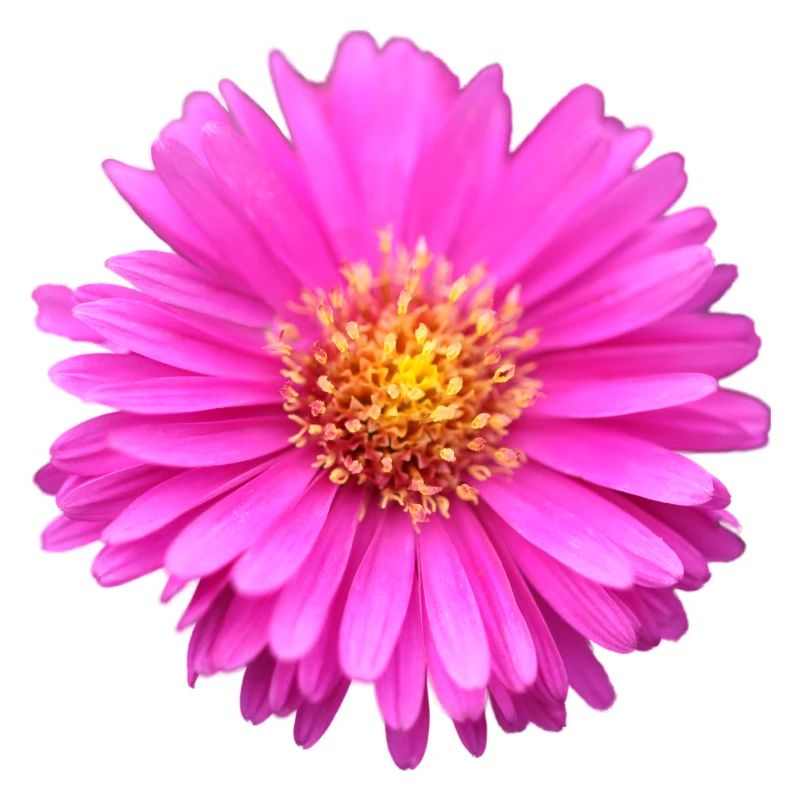 fleur rose fleur rose aster d’été
