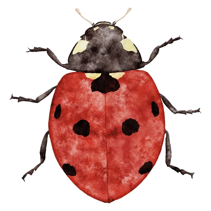 Marienkäfer