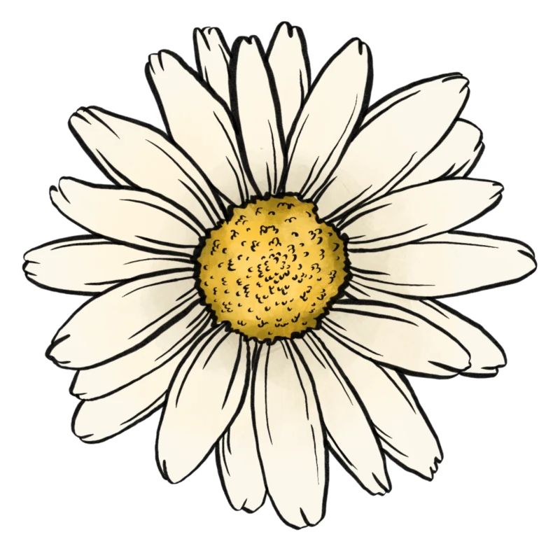Gänseblümchen