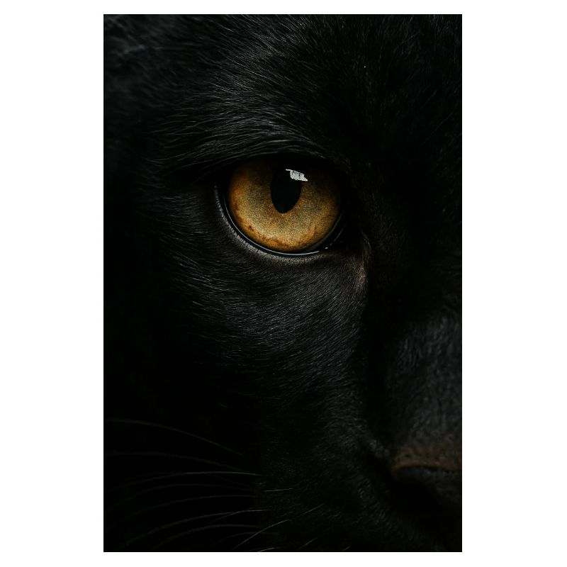 Mystischer Schwarzer Panther Blick