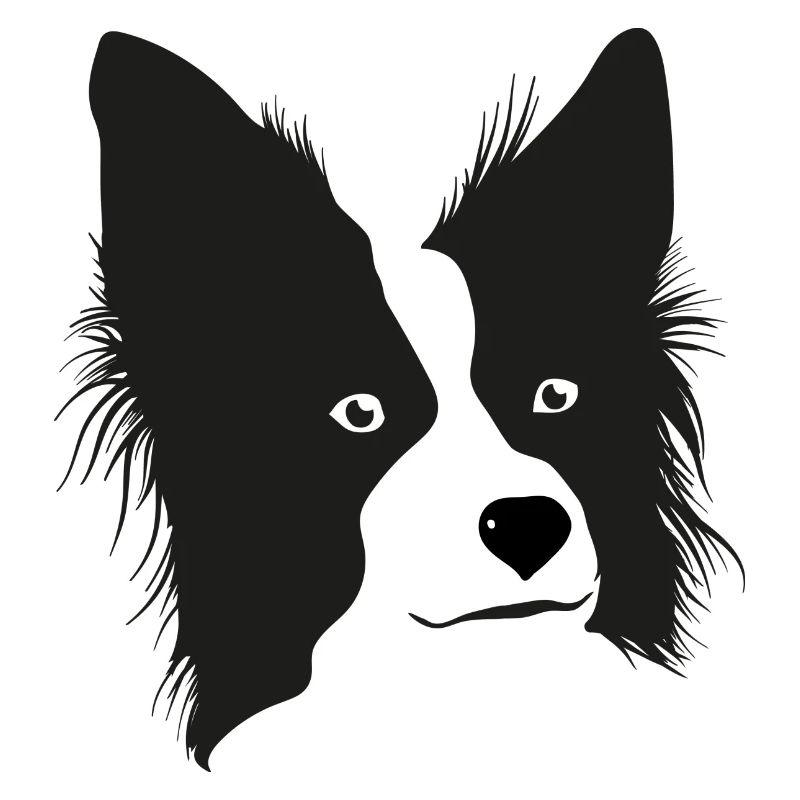 Boarder Collie