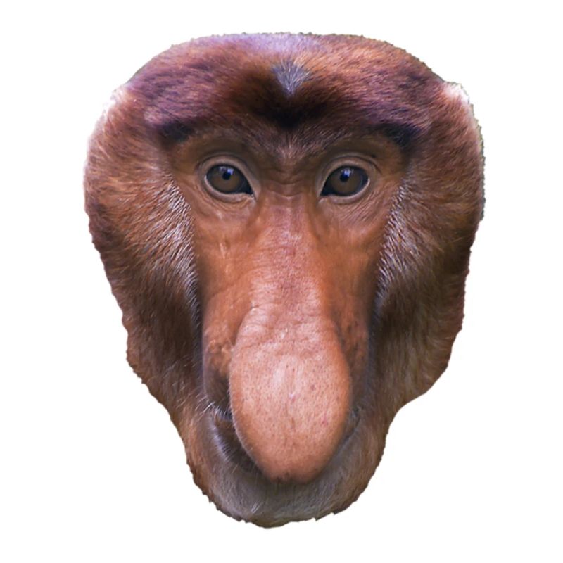 nasal monkey am431