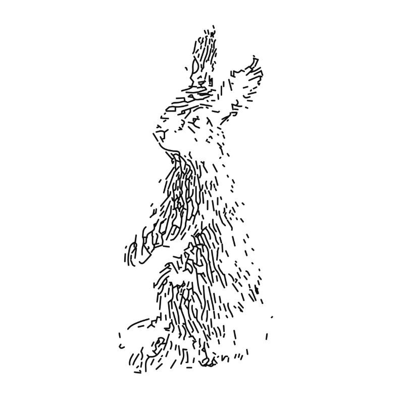 Hase