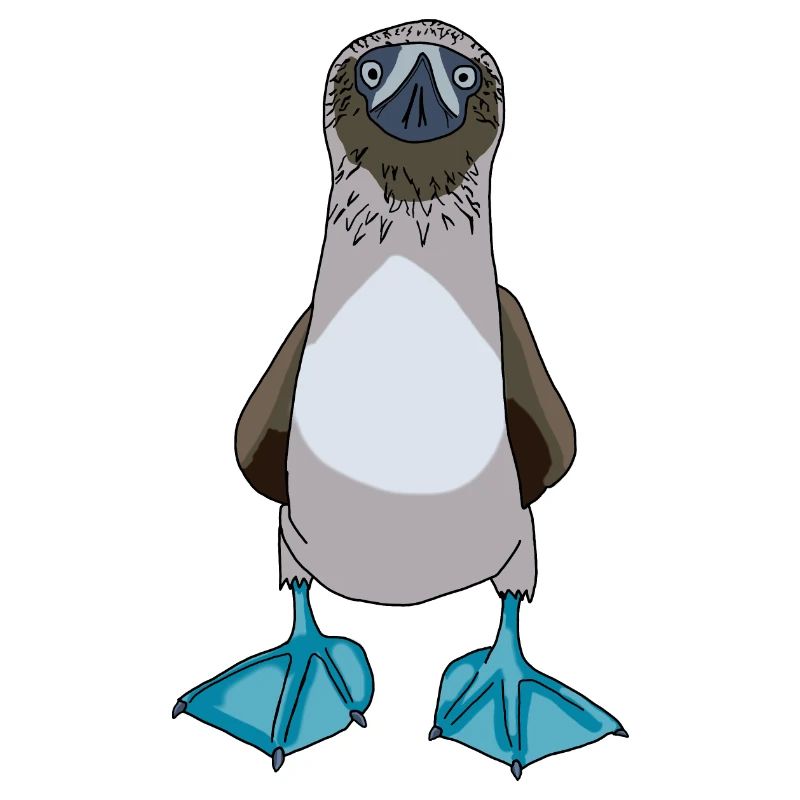 Blue Footed Booby