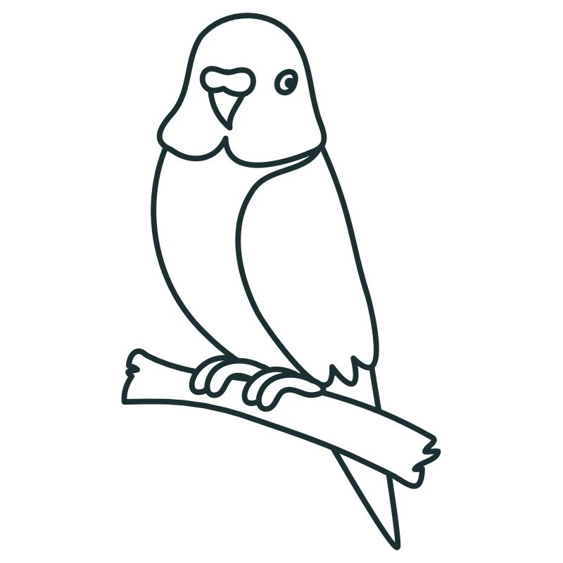 sitting budgie