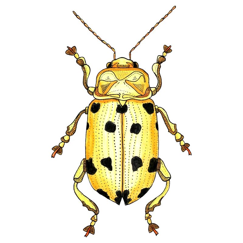 Großer Käferhirsch - Riesenkäferhirsch