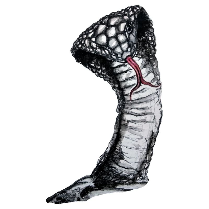 Cobra