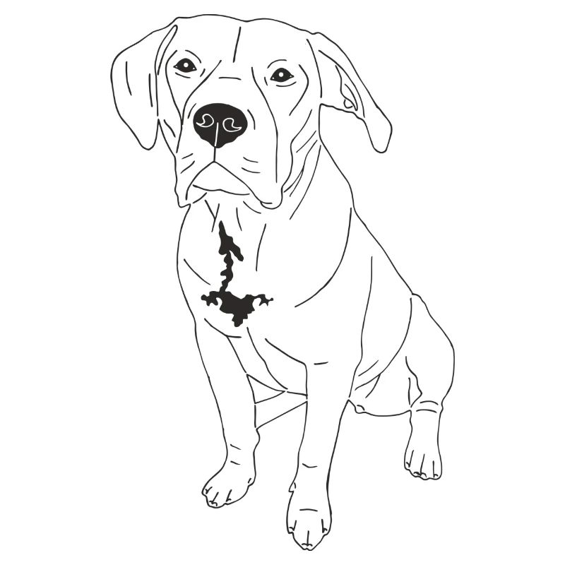 American Bully XL