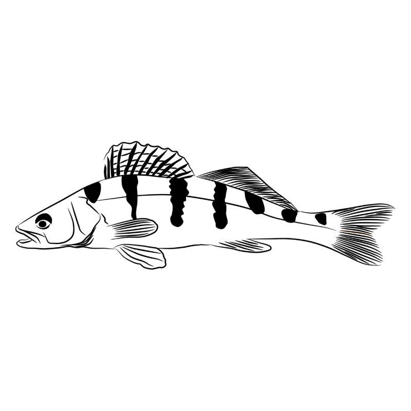 Zander