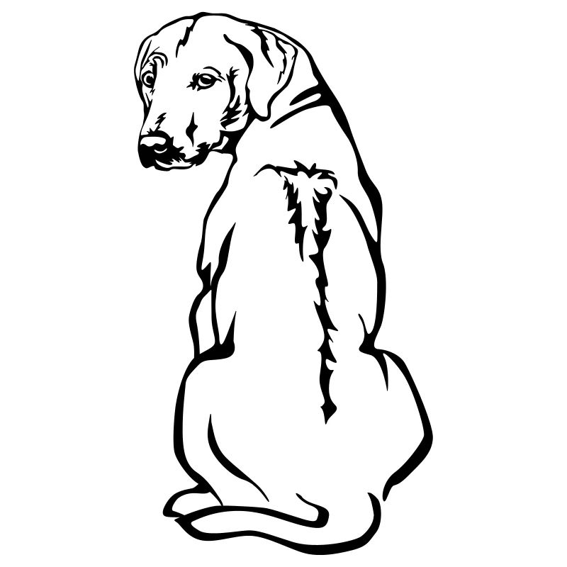 Rhodesian Ridgeback
